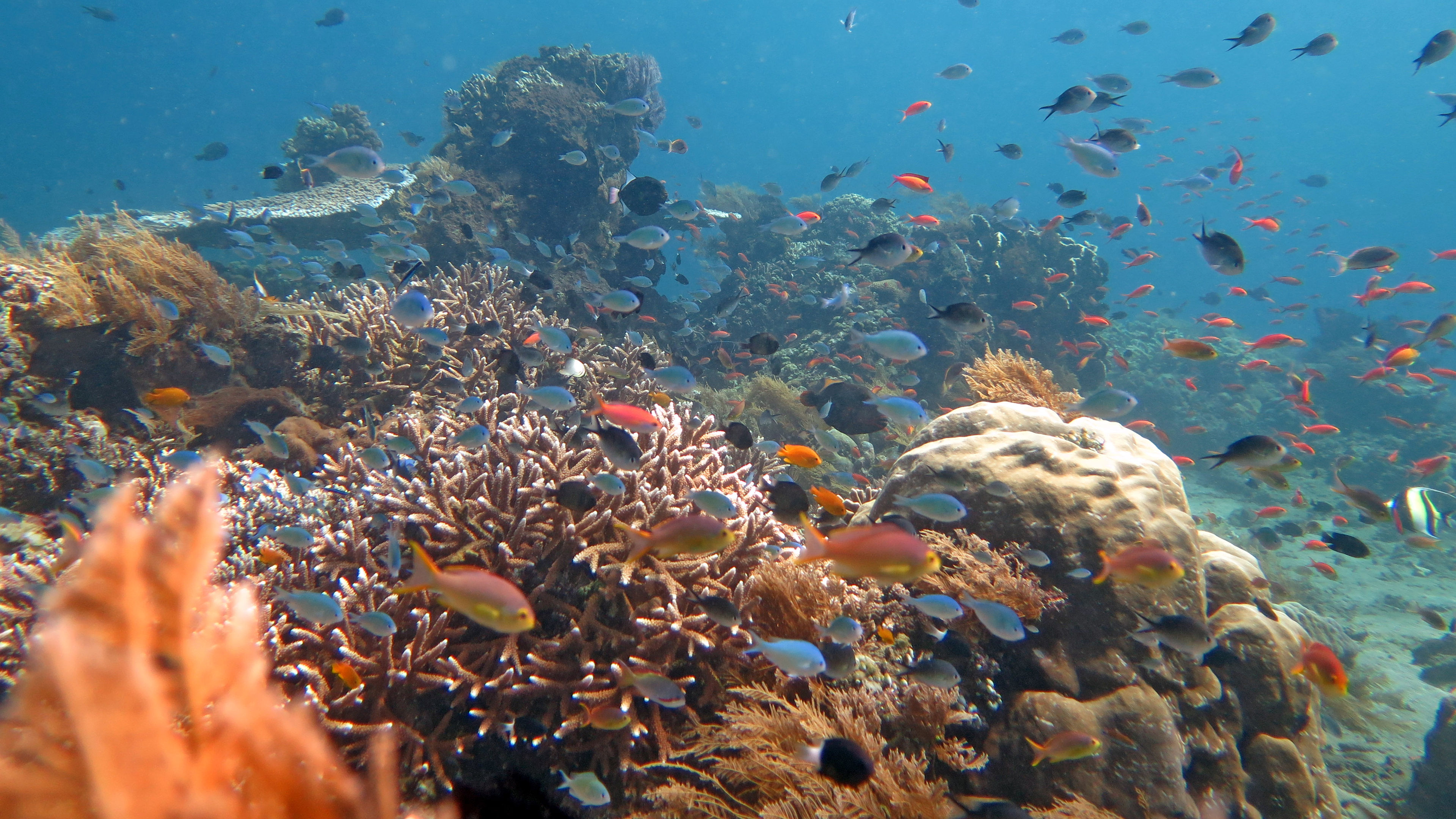 A lively coral reef, filled with colorful corals and marine creatures swimming through clear water 